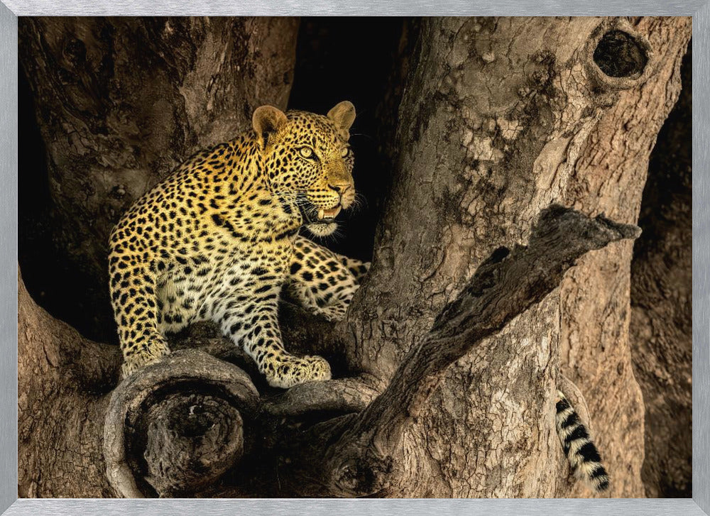 Leopard on A Tree Poster