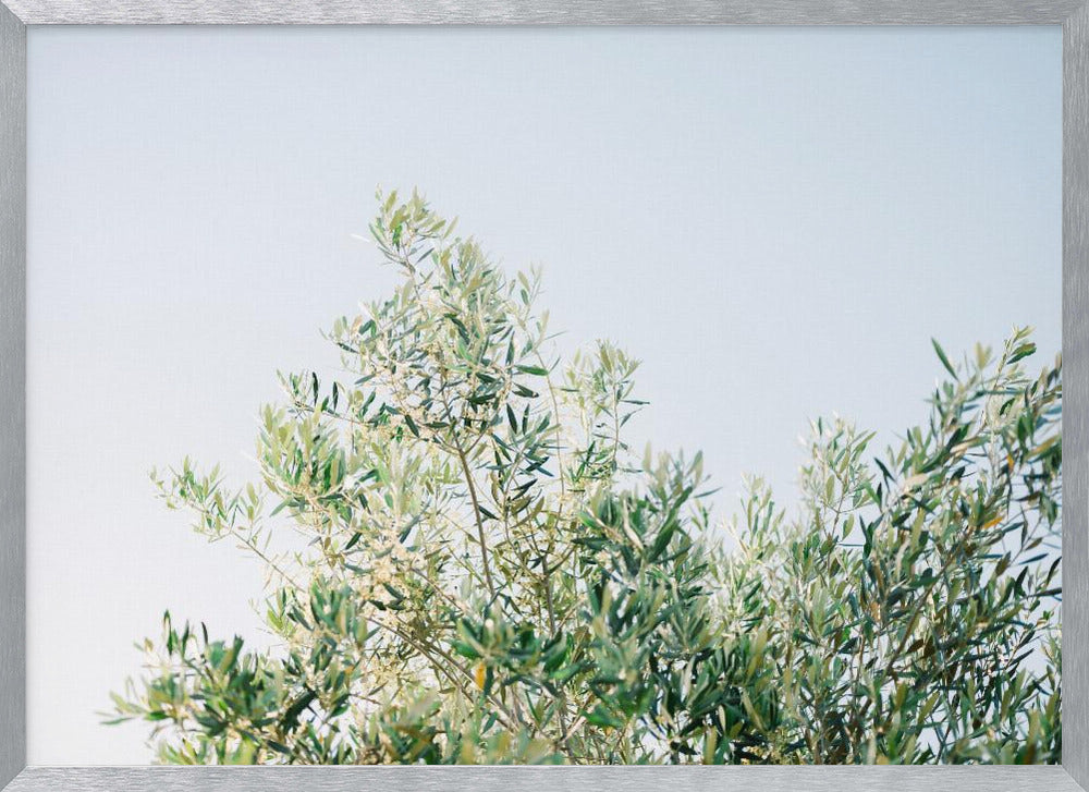 Olives In Ostuni | Italy Travel Photography Poster