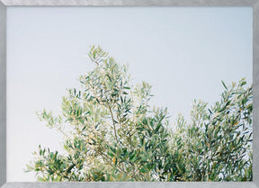 Olives In Ostuni | Italy Travel Photography Poster