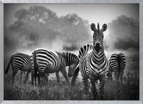 Stallion in a Pin Stripe Suit Poster