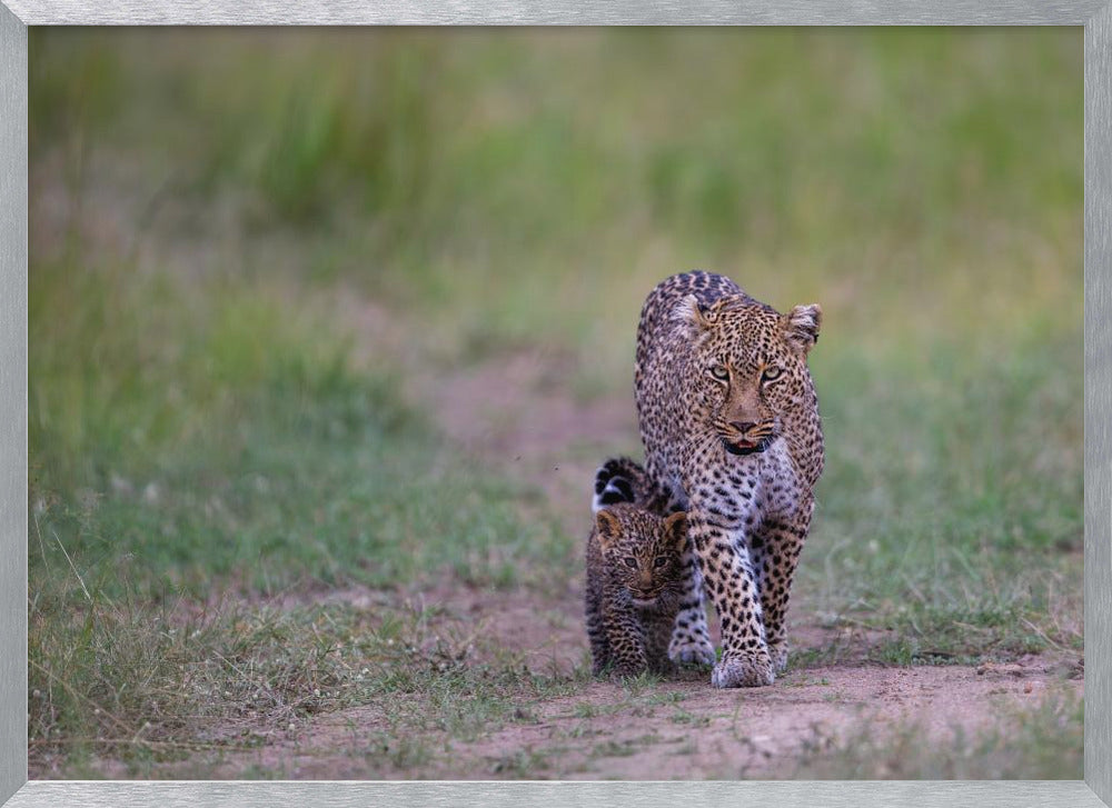 leopard family Poster