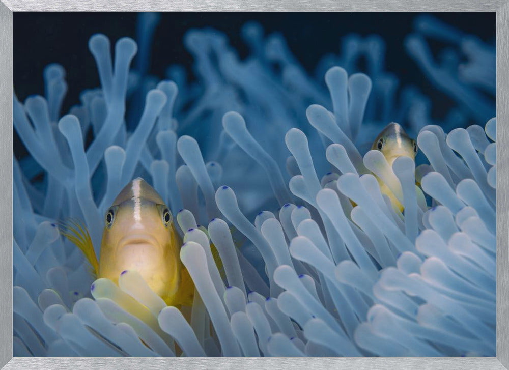 Skunk-striped anemonefish Poster