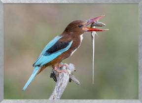 Kingfisher with catch Poster