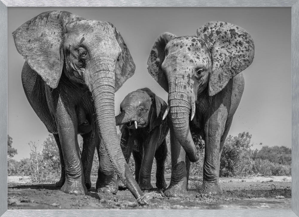 Elephant Family Poster