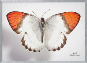 Butterfly - 3 Poster