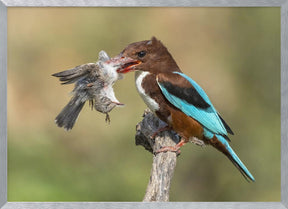 White-throated kingfisher catch Poster