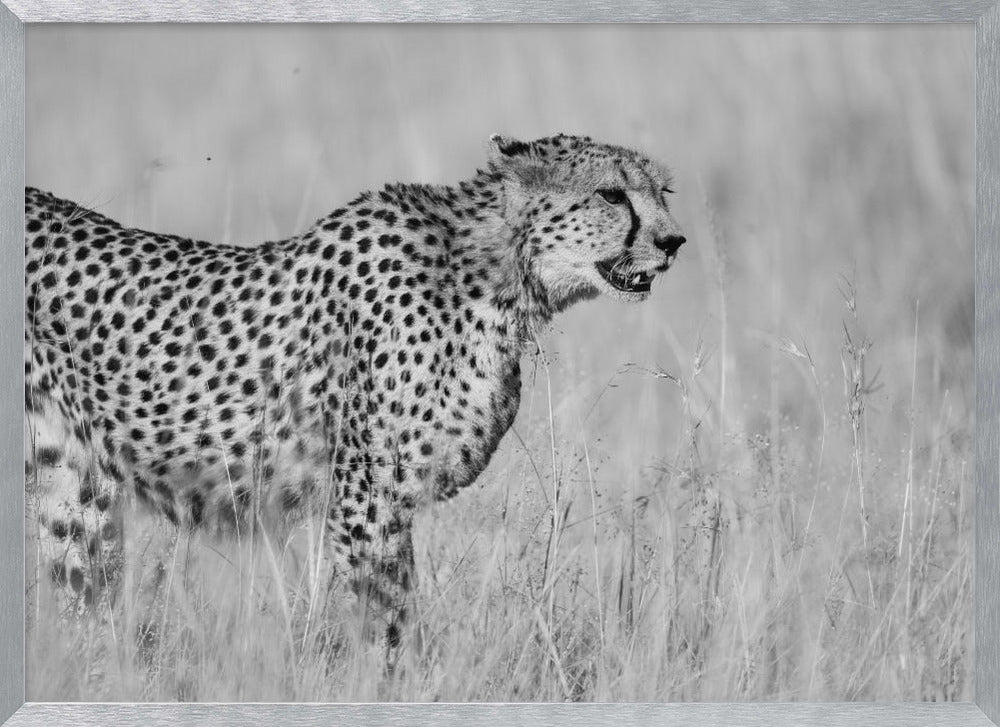 Side view of cheetah standing on field Poster