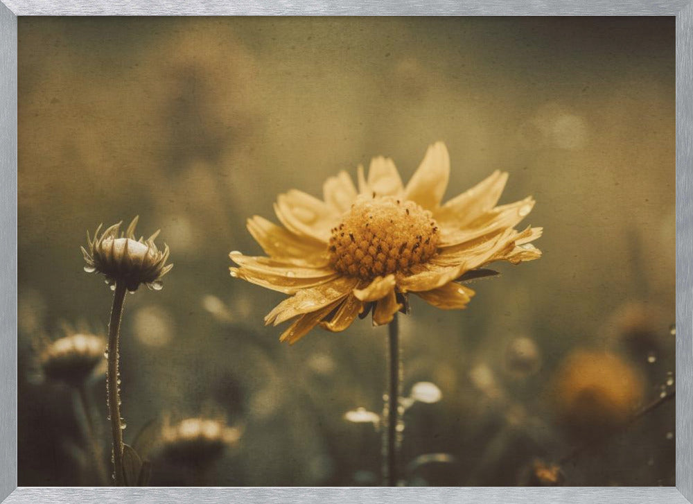 Yellow Field Flower Poster