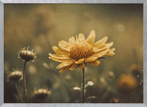 Yellow Field Flower Poster