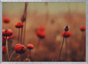 Red Flowers no 1 Poster