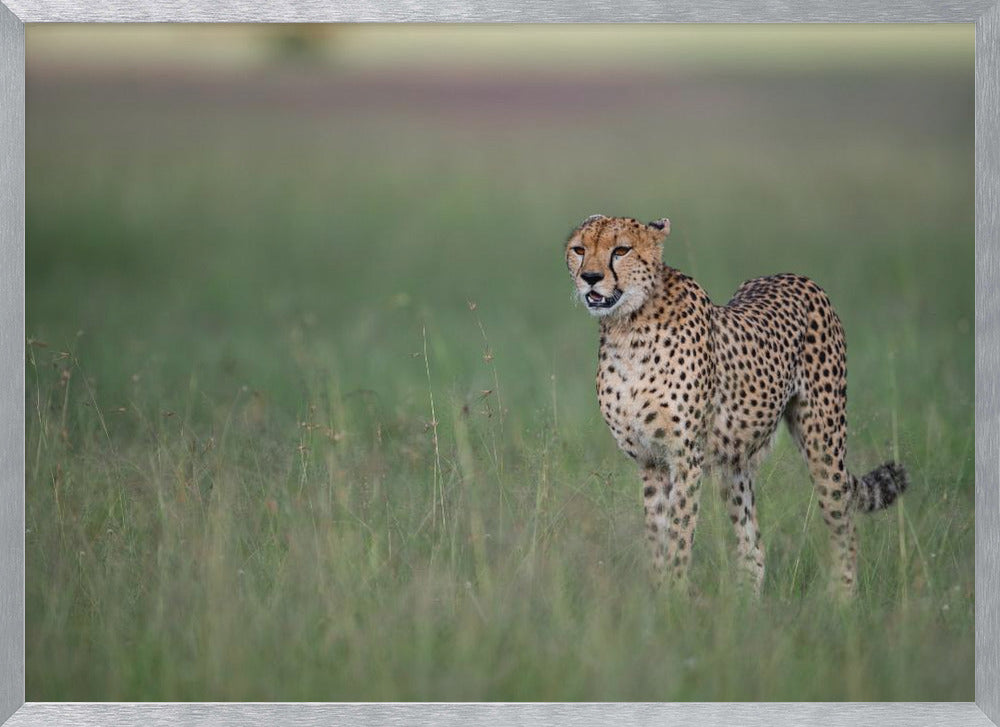 A cheetah on the hunt Poster