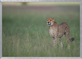 A cheetah on the hunt Poster