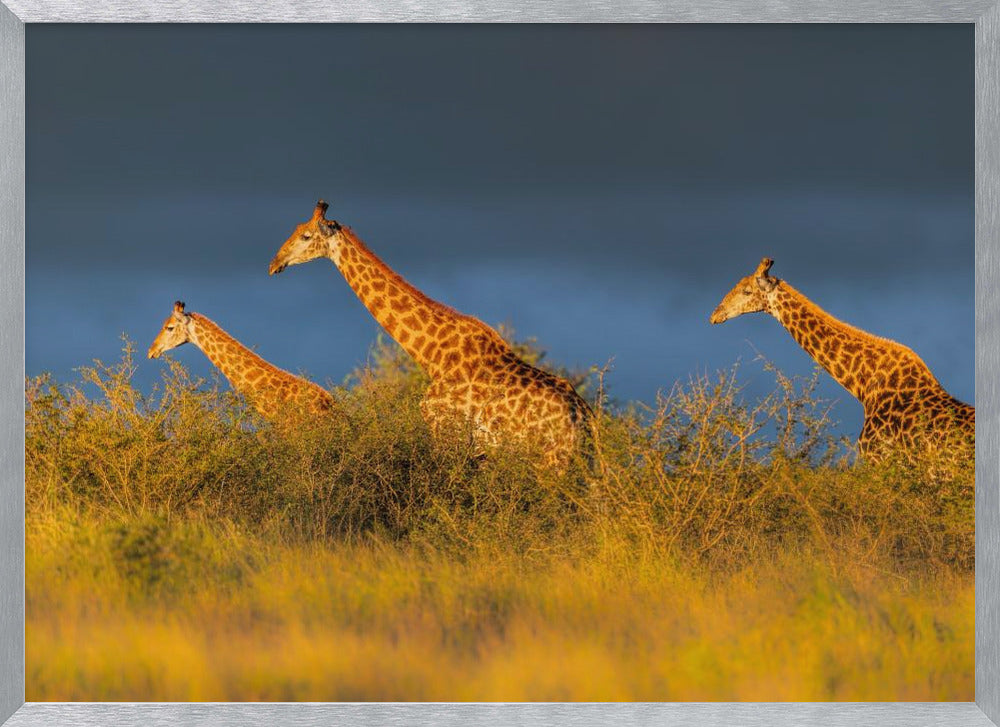 Giraffes at The Sunset Poster