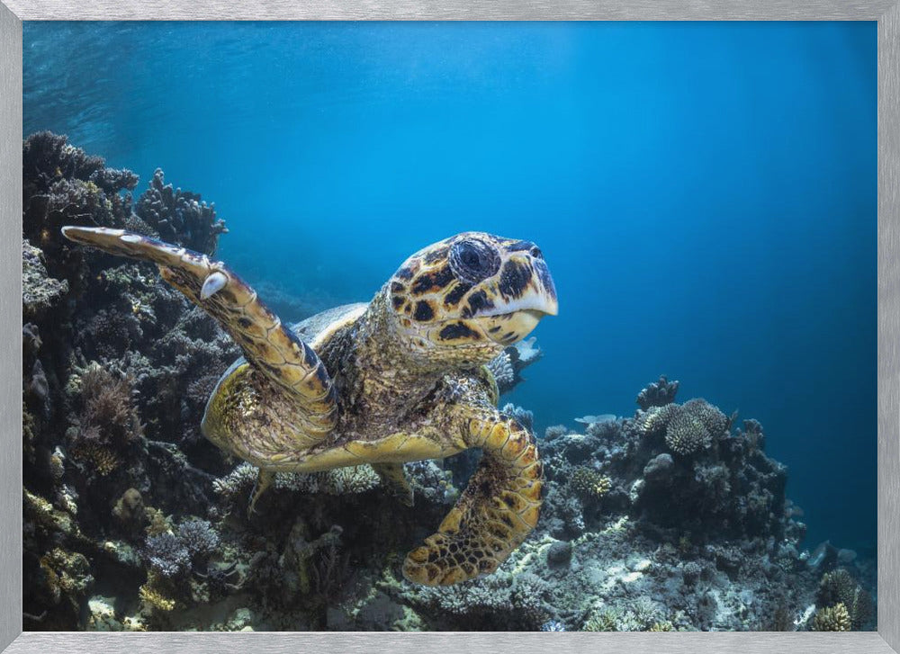 Hawksbill turtle Poster