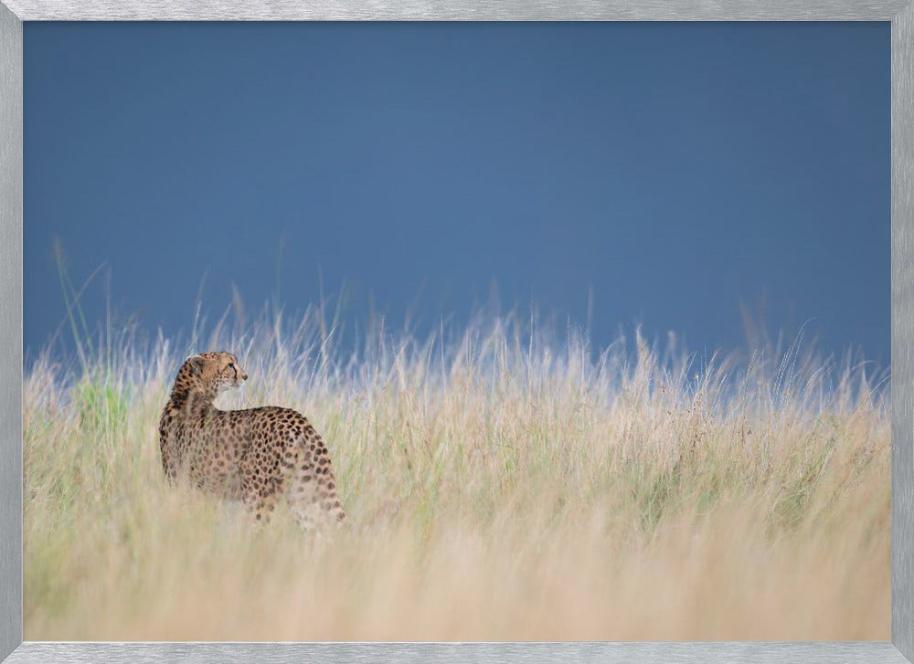 Young cheetah before some rain Poster