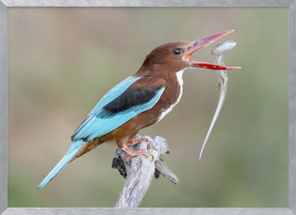 White-throated Kingfisher Poster