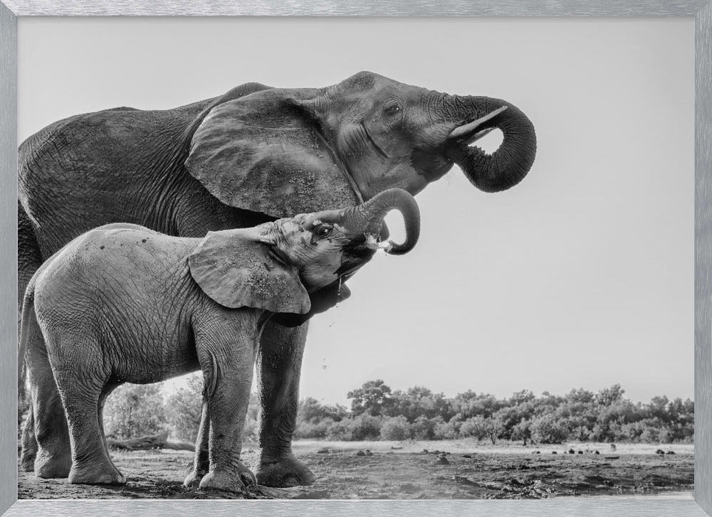 Elephant Drinking Poster