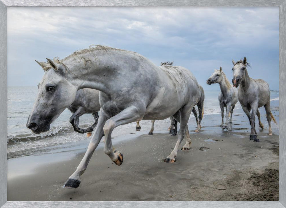 Camargue horses Poster