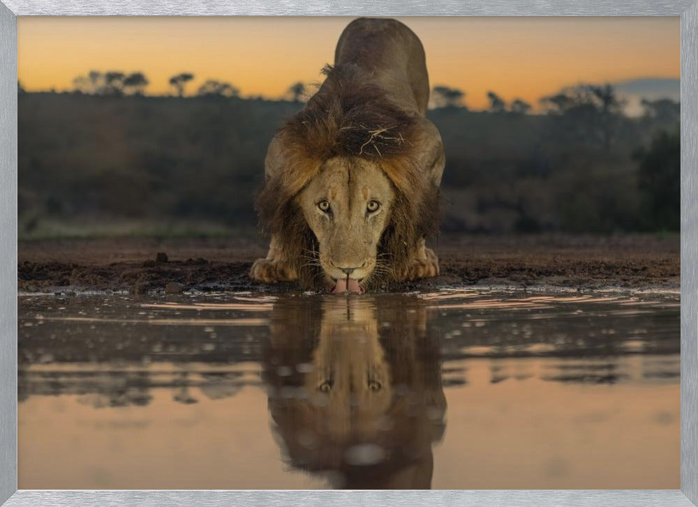 Lion Drinking at The Sunrise Poster