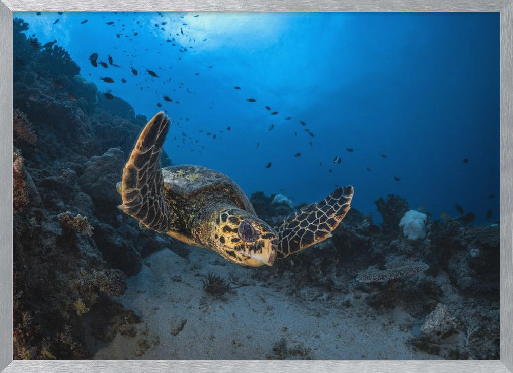 Hawksbill sea turtle Poster