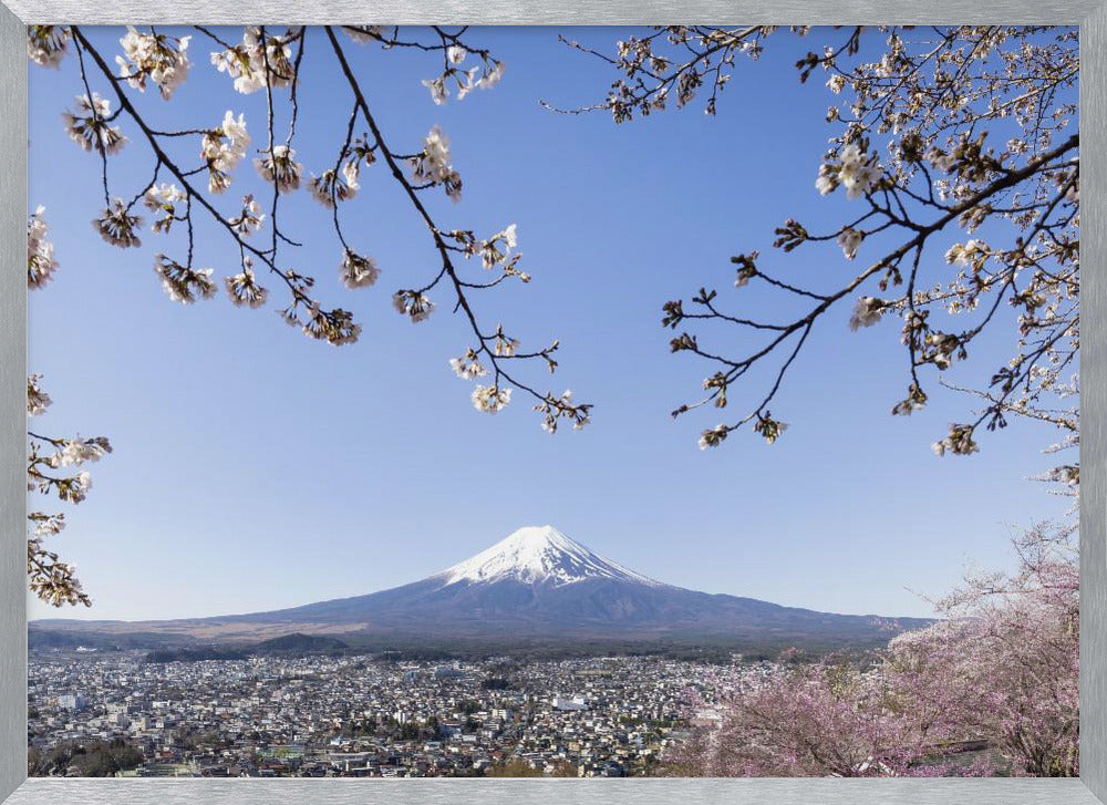 Fantastic view of Mount Fuji with cherry blossoms Poster