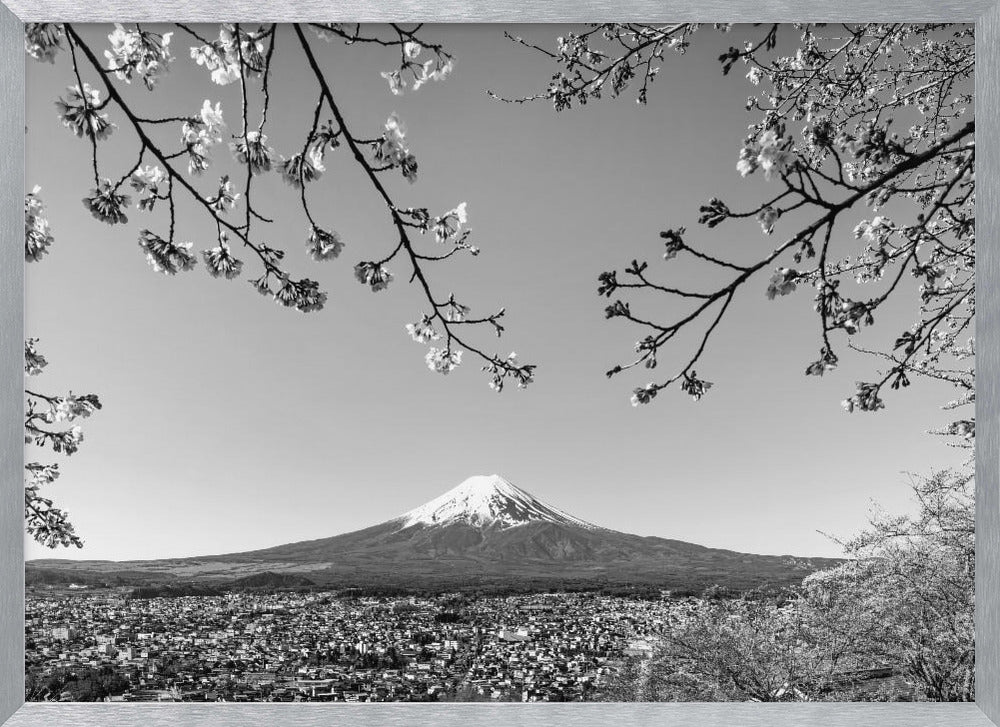 Fantastic view of Mount Fuji with cherry blossoms - monochrome Poster