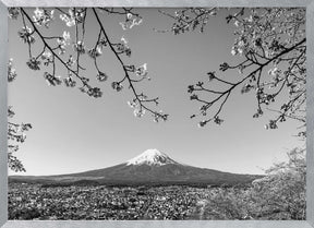 Fantastic view of Mount Fuji with cherry blossoms - monochrome Poster