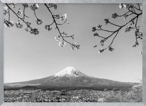 Fantastic panoramic view of Mount Fuji with cherry blossoms - monochrome Poster