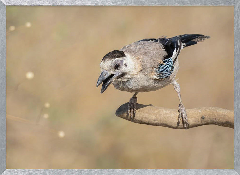 Garrulus glandarius Poster