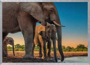 Elephant Family Poster