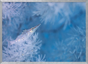 Longnose hawkfish Poster