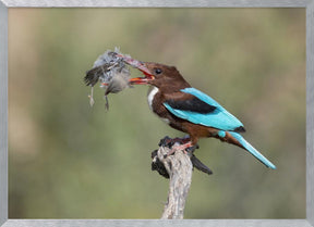 White-throated Kingfisher Poster