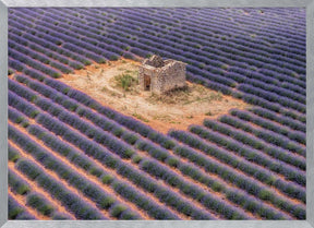 Lavender field from above Poster