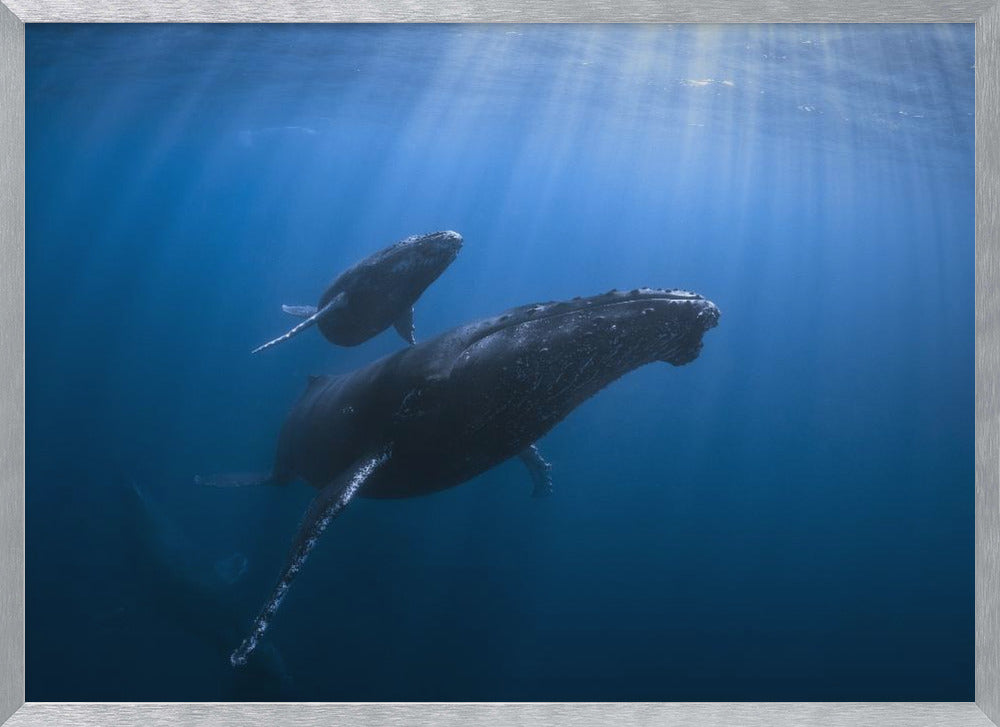 Calf and Mother of the Sea Poster