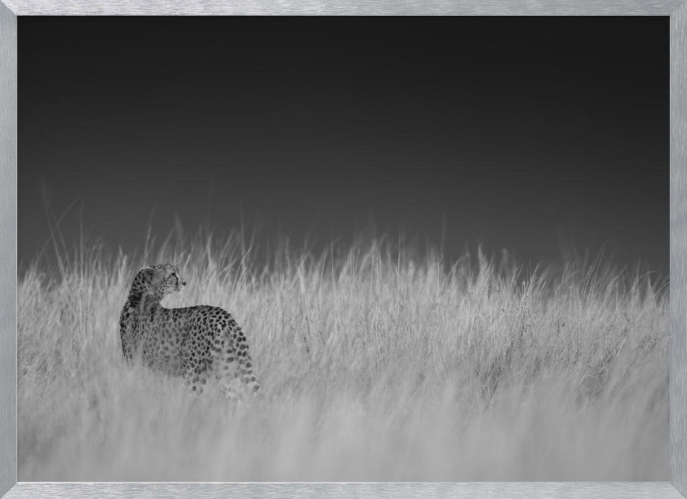 Portrait of a cheetah standing on grassy field Poster