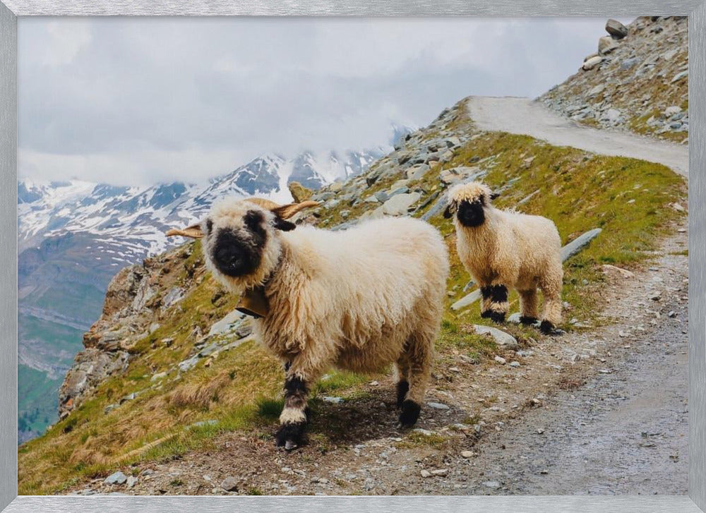 Sheep in the Swiss Alps Poster