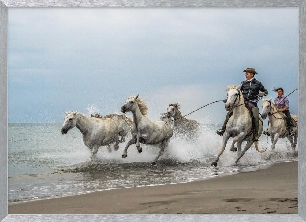 Camargue horses Poster