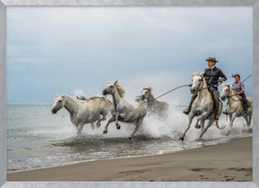 Camargue horses Poster