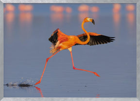 Flamingo Dancing Poster