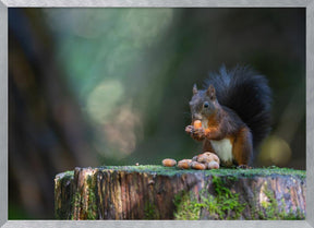 Close-up of squirrel eating food on wood Poster