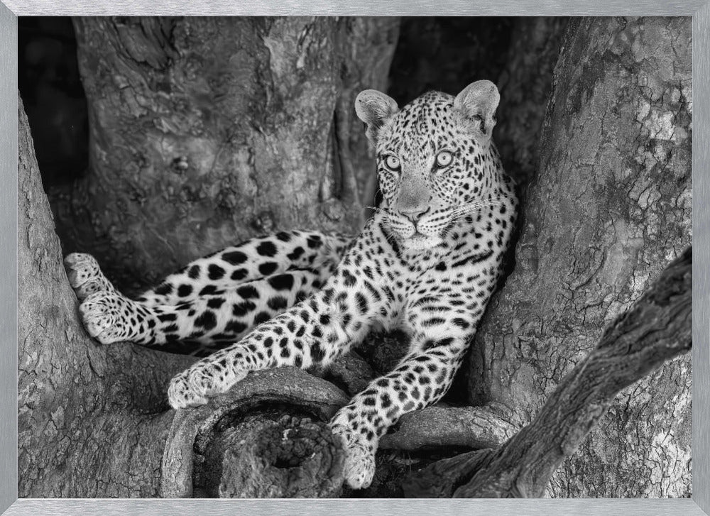 Leopard on A Tree Poster