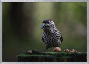 nutcracker on tree stump Poster