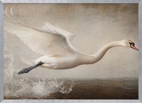 Flying Swan Poster