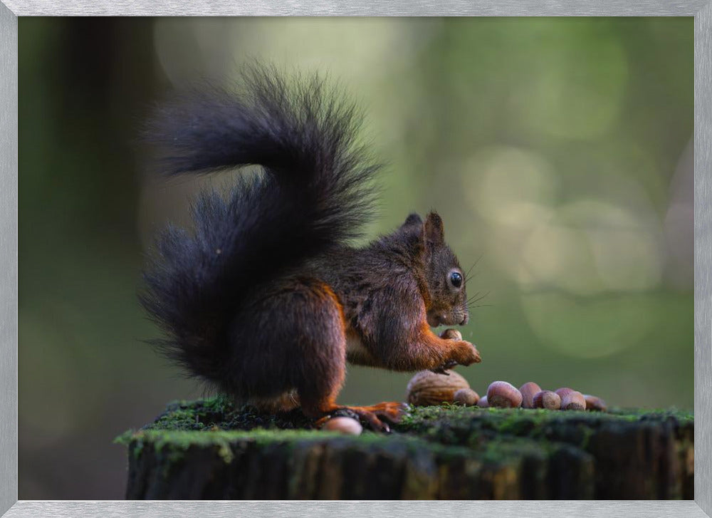 Close-up of squirrel with some nuts Poster