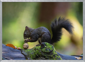 Close-up of brown squirrel eating some nuts Poster