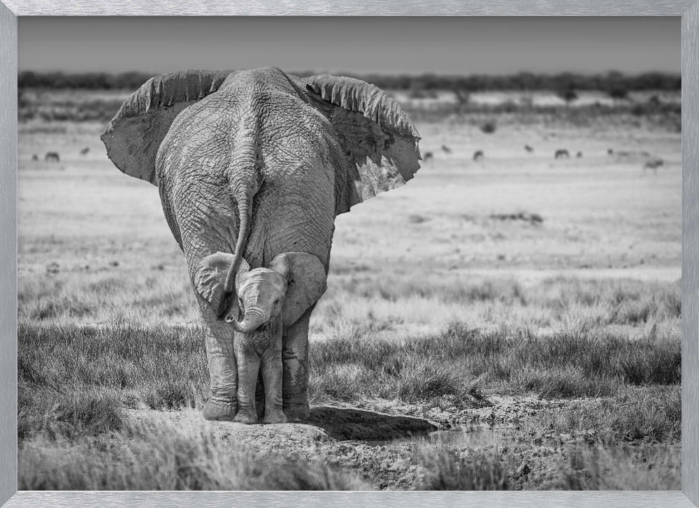 BabyElephant-BW Poster