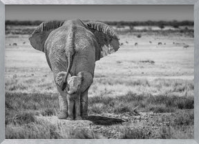 BabyElephant-BW Poster