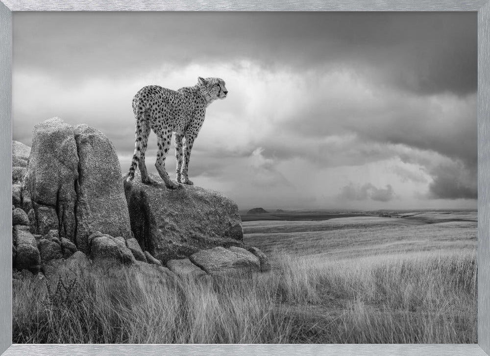 CheetahView-BW Poster