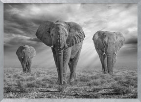 EtoshaElephants-BW Poster