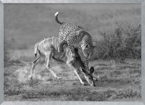 CheetahHunting-BW Poster